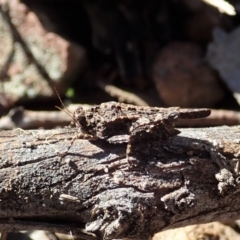 Paratettix argillaceus (A pygmy grasshopper) at Holt, ACT - 13 Aug 2021 by CathB