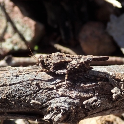 Paratettix argillaceus (A pygmy grasshopper) at Holt, ACT - 13 Aug 2021 by CathB