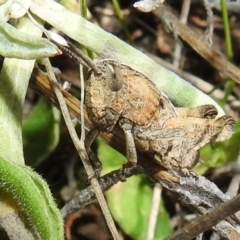 Acrididae sp. (family) (Unidentified Grasshopper) at Kambah, ACT - 16 Aug 2021 by HelenCross