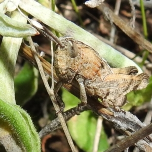 Acrididae sp. (family) at Kambah, ACT - 16 Aug 2021 01:42 PM