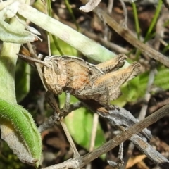 Acrididae sp. (family) at Kambah, ACT - 16 Aug 2021