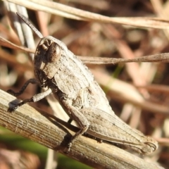 Apotropis tricarinata (Eastern striped grasshopper) at Kambah, ACT - 16 Aug 2021 by HelenCross