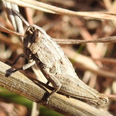 Apotropis tricarinata (Eastern striped grasshopper) at Kambah, ACT - 16 Aug 2021 by HelenCross