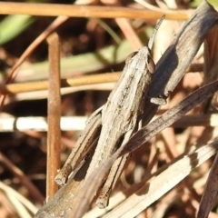 Apotropis tricarinata at Kambah, ACT - 16 Aug 2021 01:36 PM