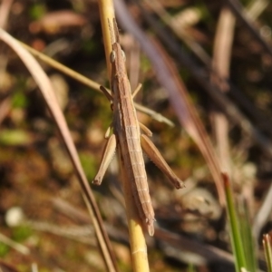 Keyacris scurra at Kambah, ACT - 16 Aug 2021 01:22 PM