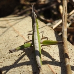 Keyacris scurra at Kambah, ACT - 16 Aug 2021 01:22 PM