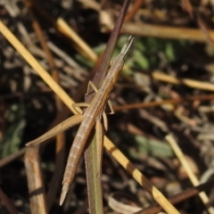 Keyacris scurra at Kambah, ACT - 16 Aug 2021