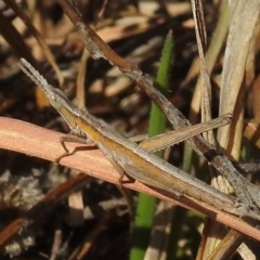 Keyacris scurra at Kambah, ACT - 16 Aug 2021