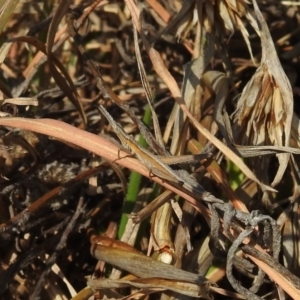 Keyacris scurra at Kambah, ACT - 16 Aug 2021 01:22 PM