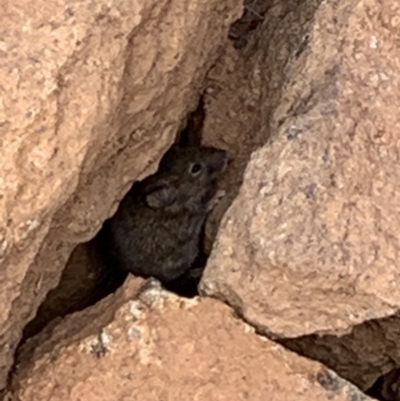 Rattus rattus (Black Rat) at Cook, ACT - 16 Aug 2021 by JVR