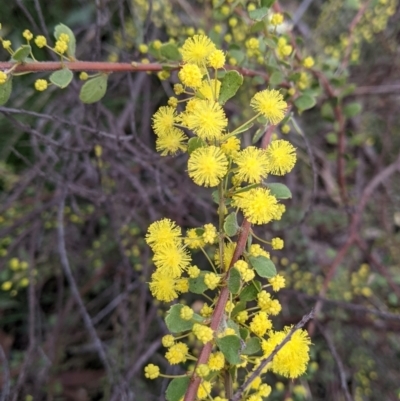 Acacia acinacea (Gold Dust Wattle) at Thurgoona, NSW - 16 Aug 2021 by Darcy