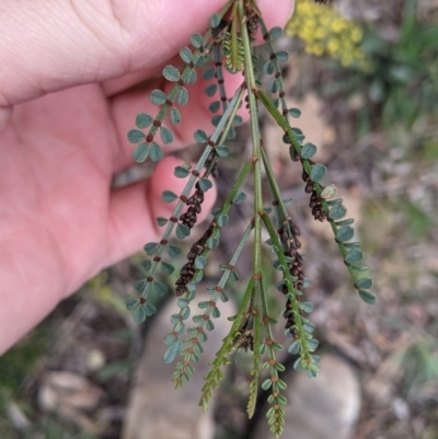 Indigofera adesmiifolia (Tick Indigo) at Thurgoona, NSW - 16 Aug 2021 by Darcy