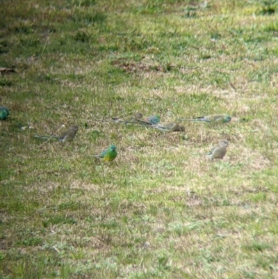 Psephotus haematonotus (Red-rumped Parrot) at Thurgoona, NSW - 16 Aug 2021 by Darcy