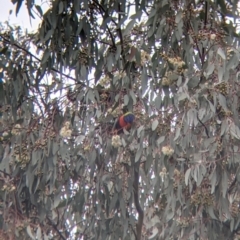 Trichoglossus moluccanus (Rainbow Lorikeet) at Thurgoona, NSW - 16 Aug 2021 by Darcy