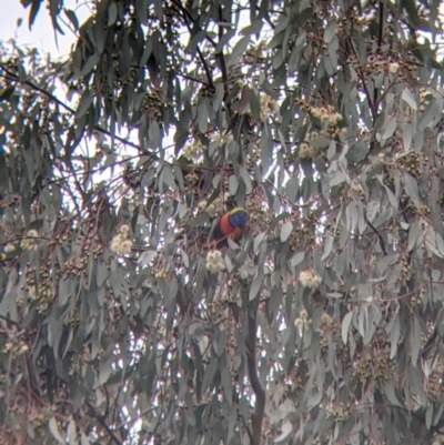 Trichoglossus moluccanus (Rainbow Lorikeet) at Thurgoona, NSW - 16 Aug 2021 by Darcy