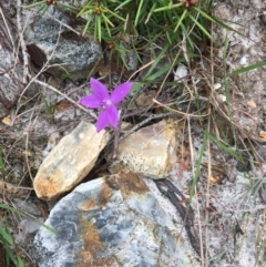 Unidentified Orchid at Evans Head, NSW - 16 Aug 2021 by Claw055