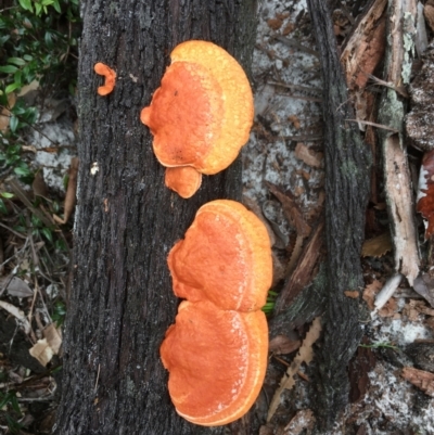 Trametes (old Pycnoporus sp.) (Scarlet Bracket) at Evans Head, NSW - 16 Aug 2021 by Claw055