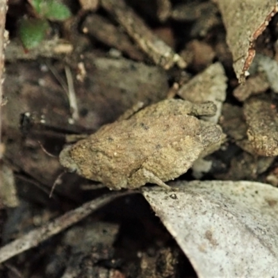 Tetrigidae (family) (Pygmy grasshopper) at Holt, ACT - 13 Aug 2021 by CathB