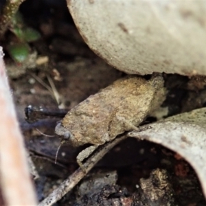 Tetrigidae (family) at Holt, ACT - 13 Aug 2021