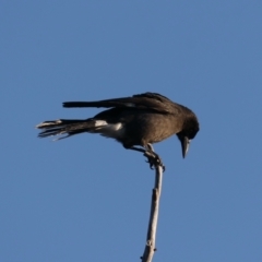 Strepera graculina (Pied Currawong) at Majura, ACT - 14 Aug 2021 by jb2602