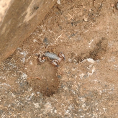 Urodacus manicatus (Black Rock Scorpion) at Carwoola, NSW - 7 Aug 2021 by Liam.m