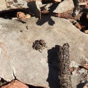 Maratus vespertilio at Carwoola, NSW - 14 Aug 2021