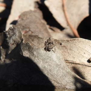 Maratus vespertilio at Carwoola, NSW - 14 Aug 2021