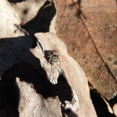 Maratus vespertilio at Carwoola, NSW - 14 Aug 2021