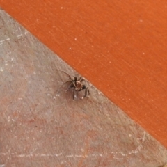 Jotus sp. (genus) at Carwoola, NSW - suppressed