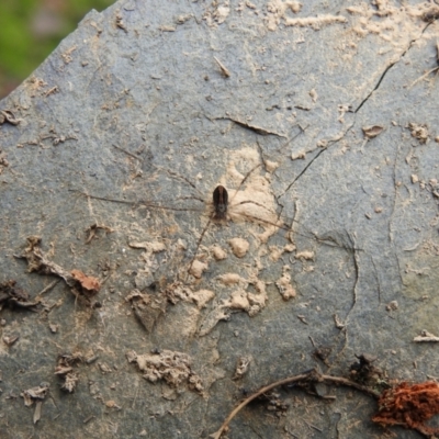 Opiliones (order) (Unidentified harvestman) at Carwoola, NSW - 7 Aug 2021 by Liam.m