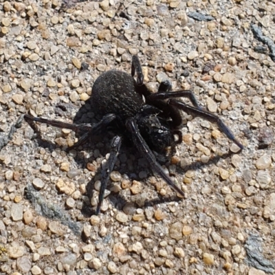 Badumna sp. (genus) (Lattice-web spider) at Jerrabomberra, NSW - 16 Aug 2021 by Speedsta