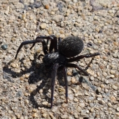 Badumna (genus) at Jerrabomberra, NSW - 16 Aug 2021 08:19 PM