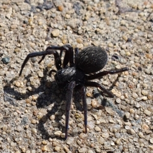 Badumna sp. (genus) at Jerrabomberra, NSW - 16 Aug 2021