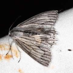 Cyneoterpna wilsoni (Cyneoterpna wilsoni) at Paddys River, ACT - 11 Mar 2021 by Bron