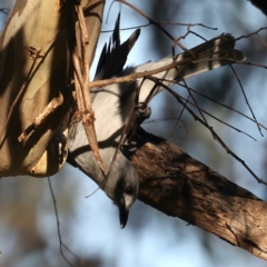 Colluricincla harmonica (Grey Shrikethrush) at Majura, ACT - 14 Aug 2021 by jb2602