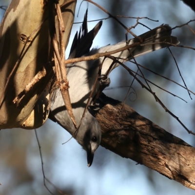 Colluricincla harmonica (Grey Shrikethrush) at Majura, ACT - 14 Aug 2021 by jbromilow50