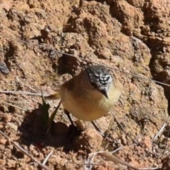 Acanthiza chrysorrhoa (Yellow-rumped Thornbill) at Holt, ACT - 15 Aug 2021 by Sammyj87