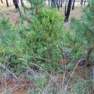 Billardiera heterophylla at Isaacs, ACT - 14 Aug 2021