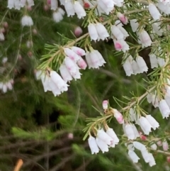 Erica lusitanica (Spanish Heath ) at Reservoir Hill, Lawson - 16 Aug 2021 by Wendyp5