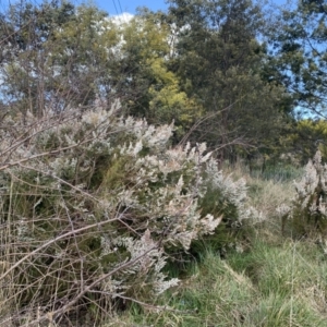 Erica lusitanica at Lawson, ACT - 16 Aug 2021