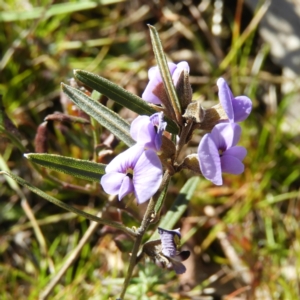 Hovea heterophylla at Kambah, ACT - 15 Aug 2021