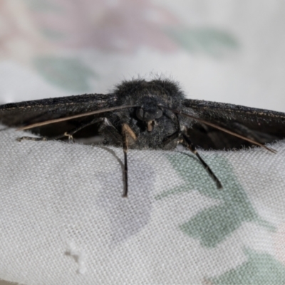 Melanodes anthracitaria (Black Geometrid) at Higgins, ACT - 16 Aug 2021 by AlisonMilton