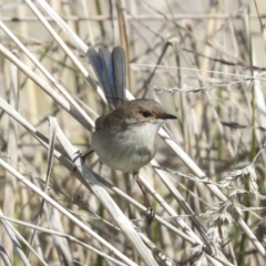 Malurus cyaneus (Superb Fairywren) at Fyshwick, ACT - 11 Aug 2021 by AlisonMilton