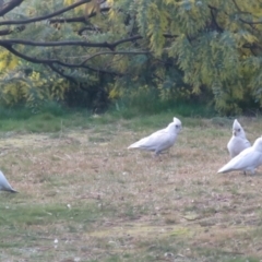 Cacatua sanguinea at Macarthur, ACT - 16 Aug 2021