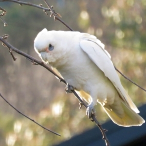 Cacatua sanguinea at Macarthur, ACT - 16 Aug 2021