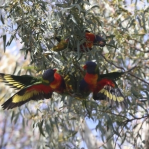 Trichoglossus moluccanus at Hawker, ACT - 9 Aug 2021