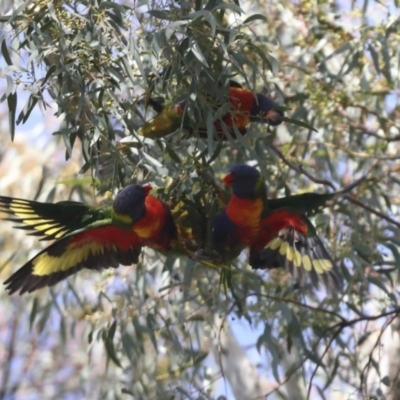 Trichoglossus moluccanus (Rainbow Lorikeet) at Hawker, ACT - 9 Aug 2021 by AlisonMilton