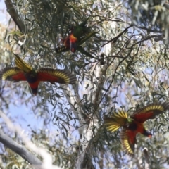 Trichoglossus moluccanus at Hawker, ACT - 9 Aug 2021