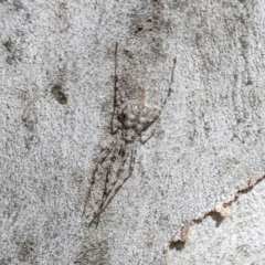 Tamopsis sp. (genus) (Two-tailed spider) at Lake Tuggeranong - 3 Aug 2021 by AlisonMilton