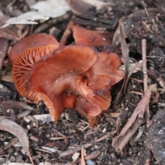 Laccaria sp. (Laccaria) at Greenway, ACT - 3 Aug 2021 by AlisonMilton